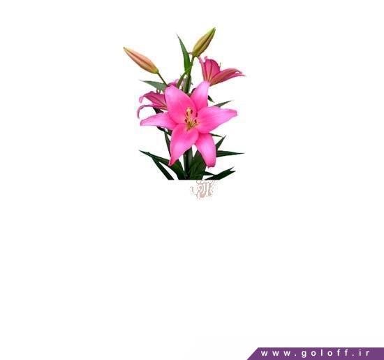 سفارش گل آنلاین - گل لیلیوم مرلت - Lilium | گل آف